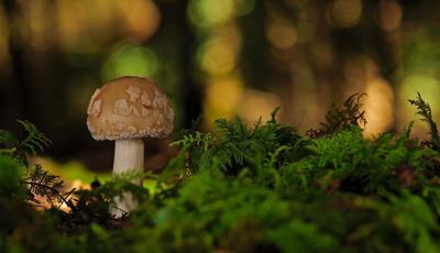 Mushroom stock image