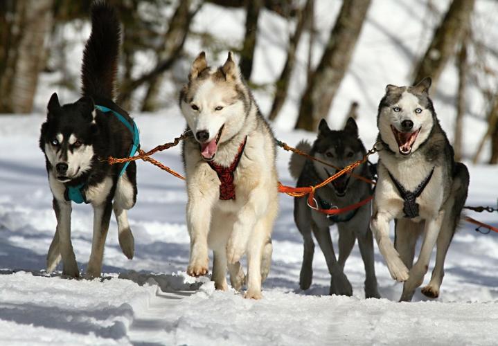 Dog Sledding