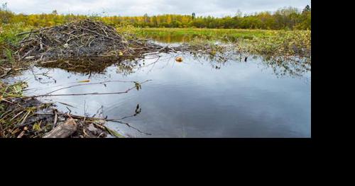 Beaver dams important to freshwater ecosystems - Vimarsana News