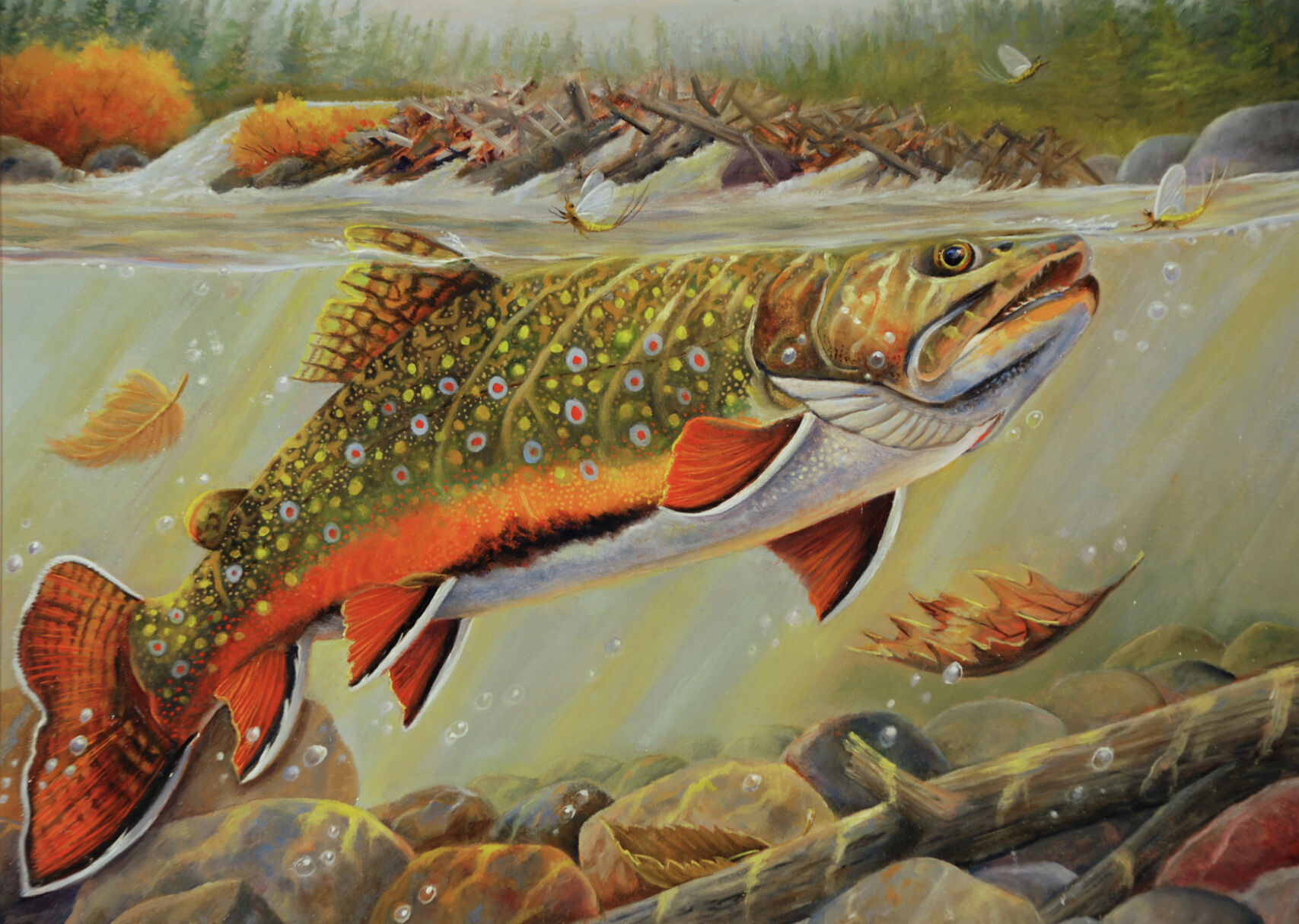 St. Louis Park artist wins 2010 Minnesota trout and salmon stamp