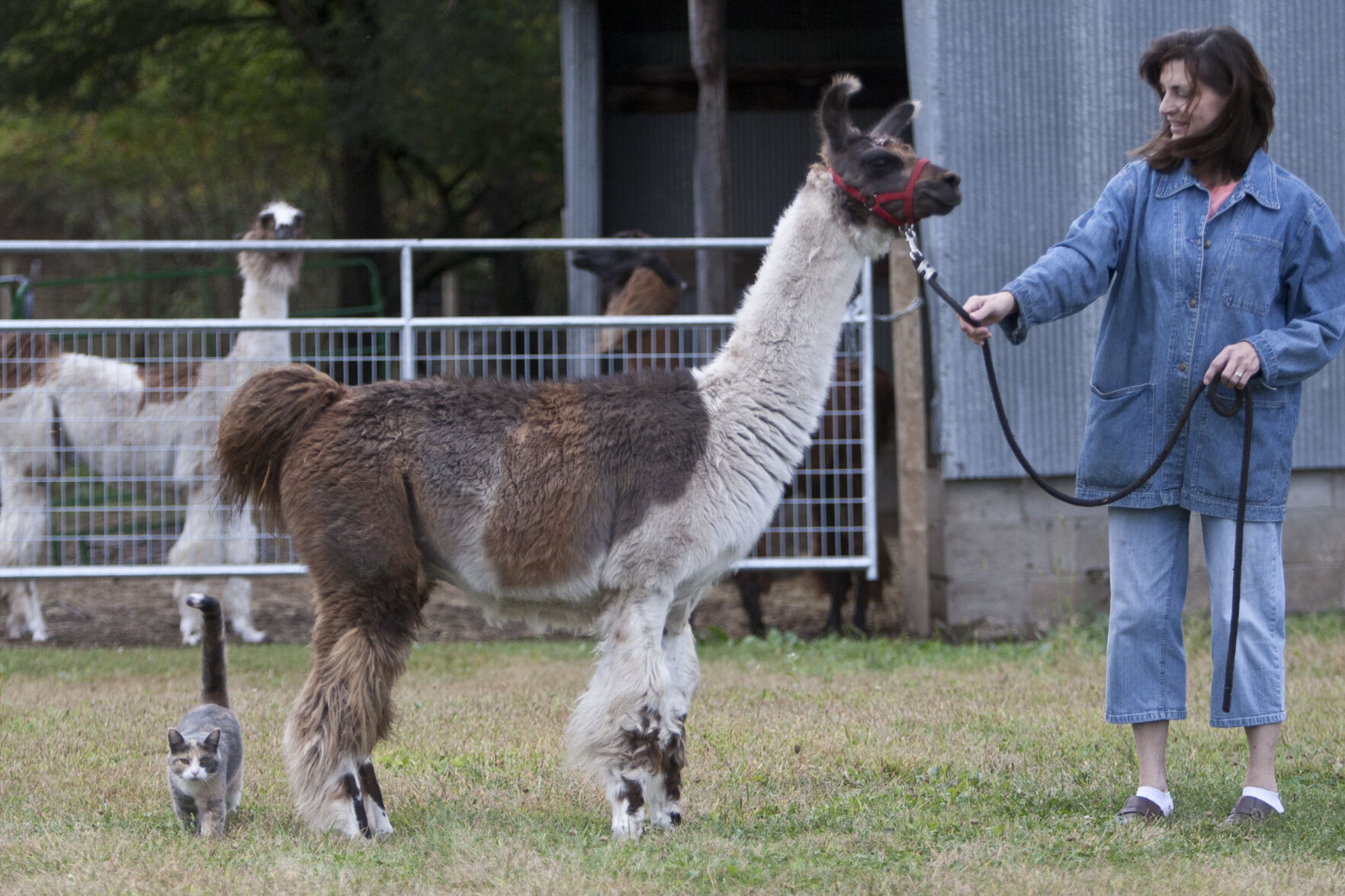 Hastings' little llamas: Local farm raises miniature llamas