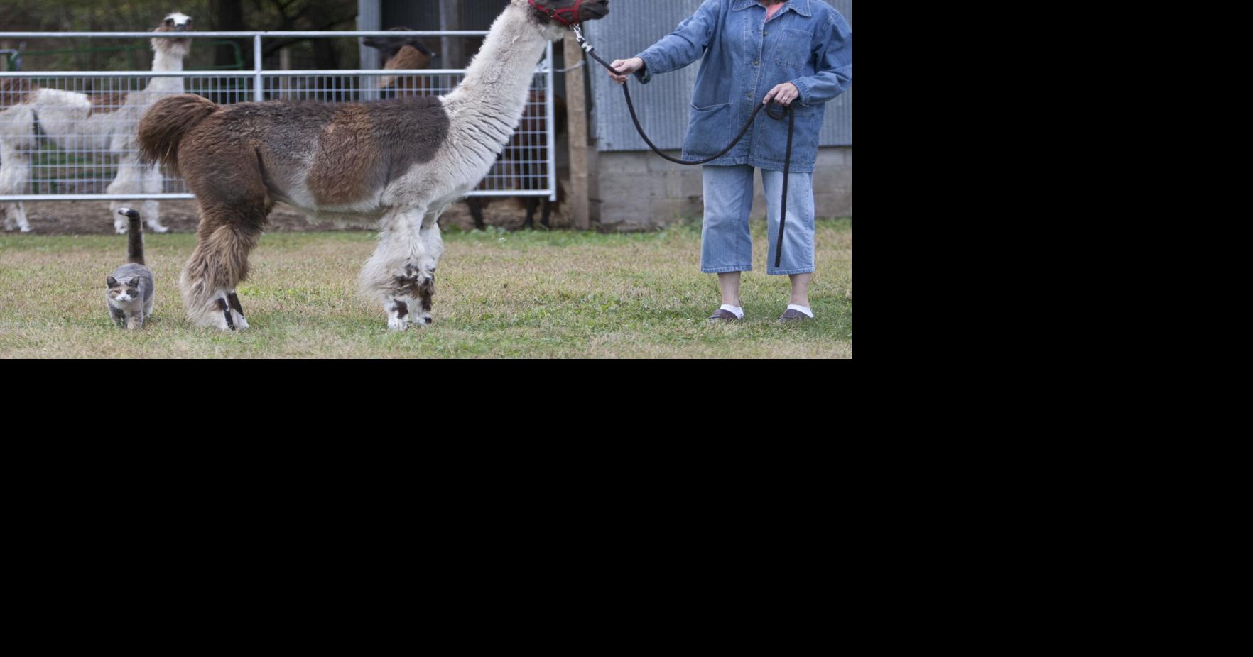 Hastings' little llamas: Local farm raises miniature llamas | Things To ...