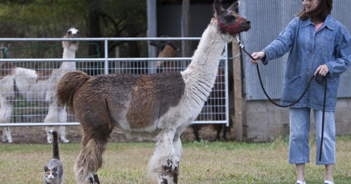 Mini Lama Hastings' little llamas: Local farm raises miniature llamas | Things To ...