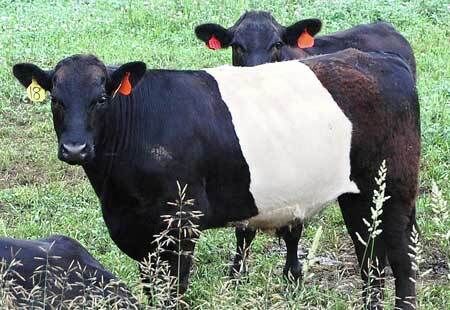 Oreo cows debut in St. Croix County | Local News | republicaneagle.com