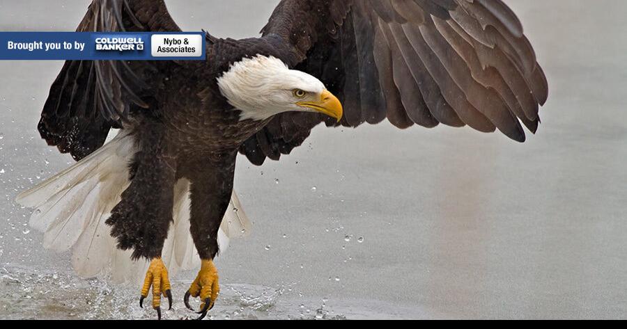 Photo of the Day: Click to see | Local News | republicaneagle.com