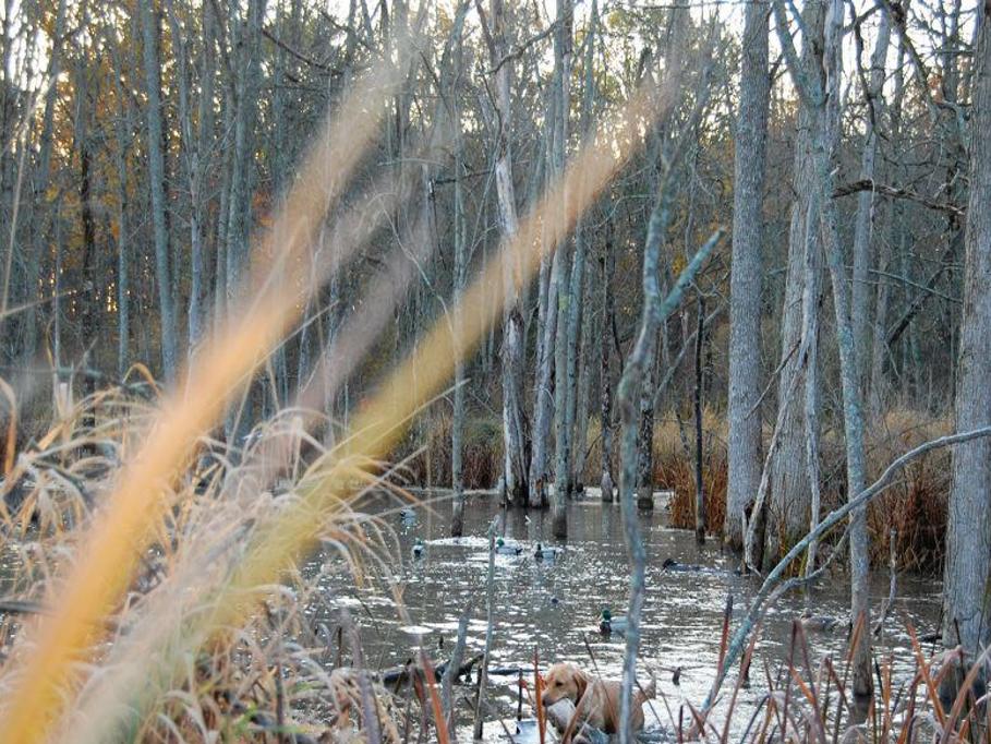 OUTDOORS: By any name, this form of Duck hunting filled with action, Archive