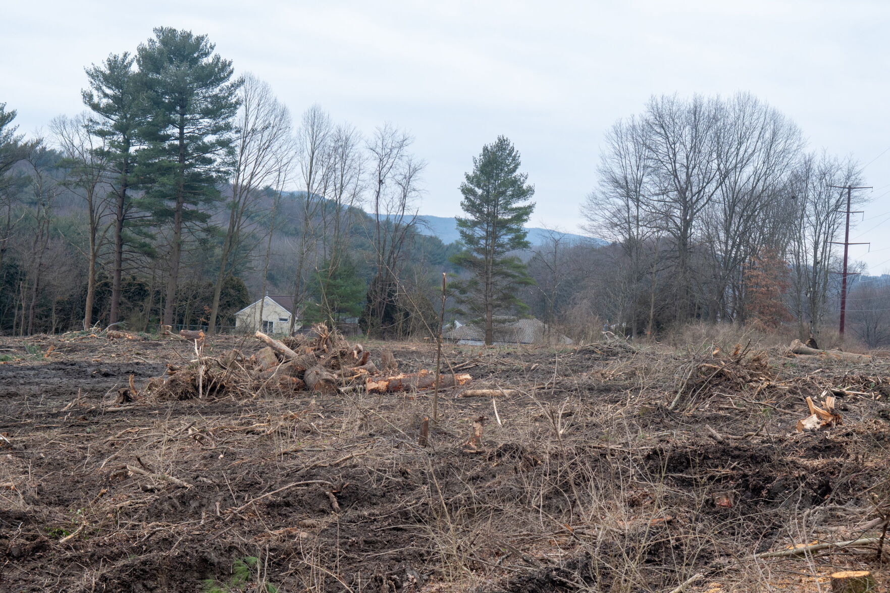 Trees cleared for possible development in Pottsville News