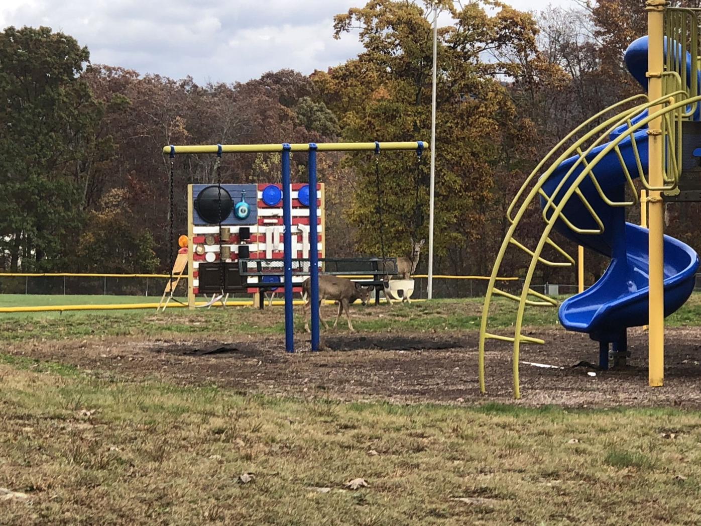 Deer, not antelope, play at Butler Township Community Park
