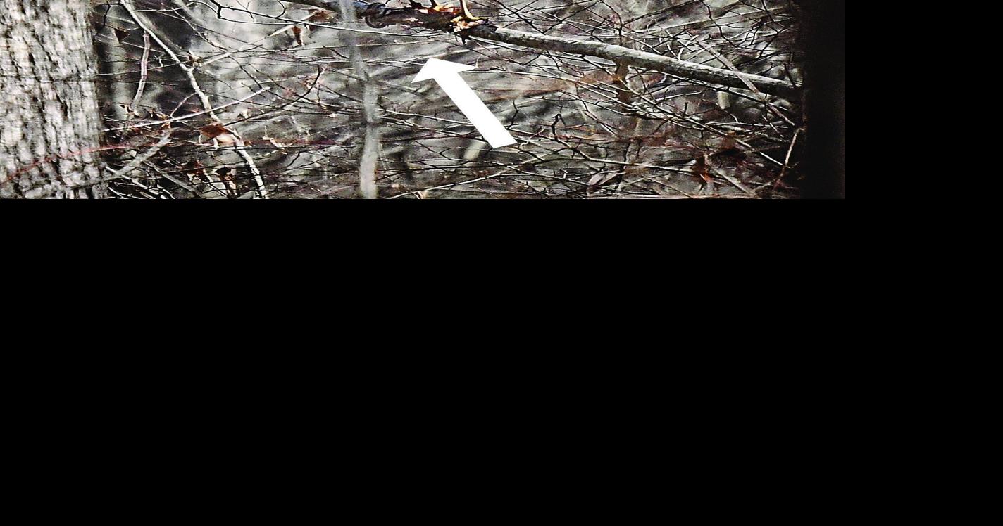 The Naturalist takes a close look to solve a frog-snake-hawk mystery ...