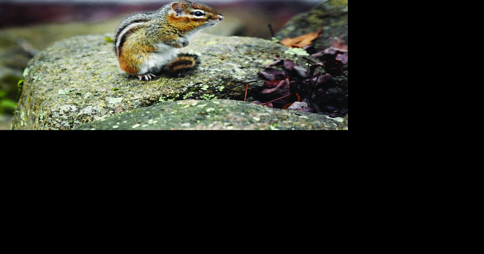 Crocuses and chipmunks, cold and snow… Ah, spring. | East Greenwich ...