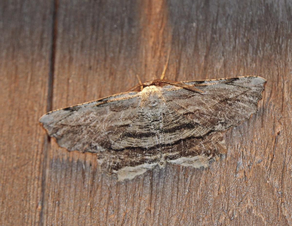 Carnage Comes To The Gypsy Moths Just In Time Arts Entertainment Ricentral Com