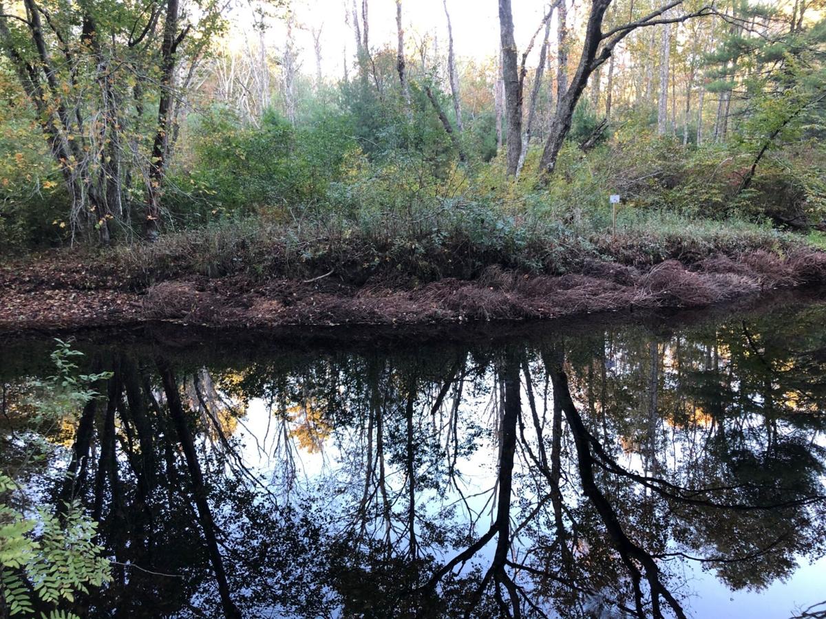 Recycle the calendar and ecocyle your Christmas tree with Trout