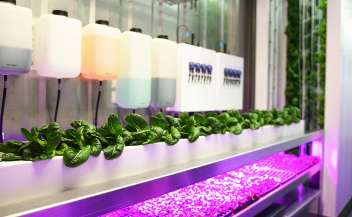 West Warwick High Goes Hydroponic Kent County Daily Times