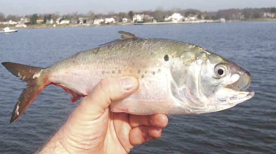 Fed board votes to allow increased catches for important fish species, Narragansett Times