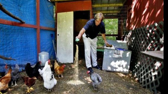 Chesterfield Gives Nod To Backyard Chickens Richmond Local News Richmond Com - talmon chicken loud roblox id
