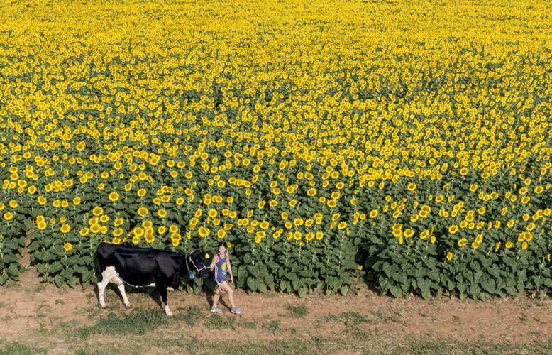 Alvis Farms Sunflower Drone feature