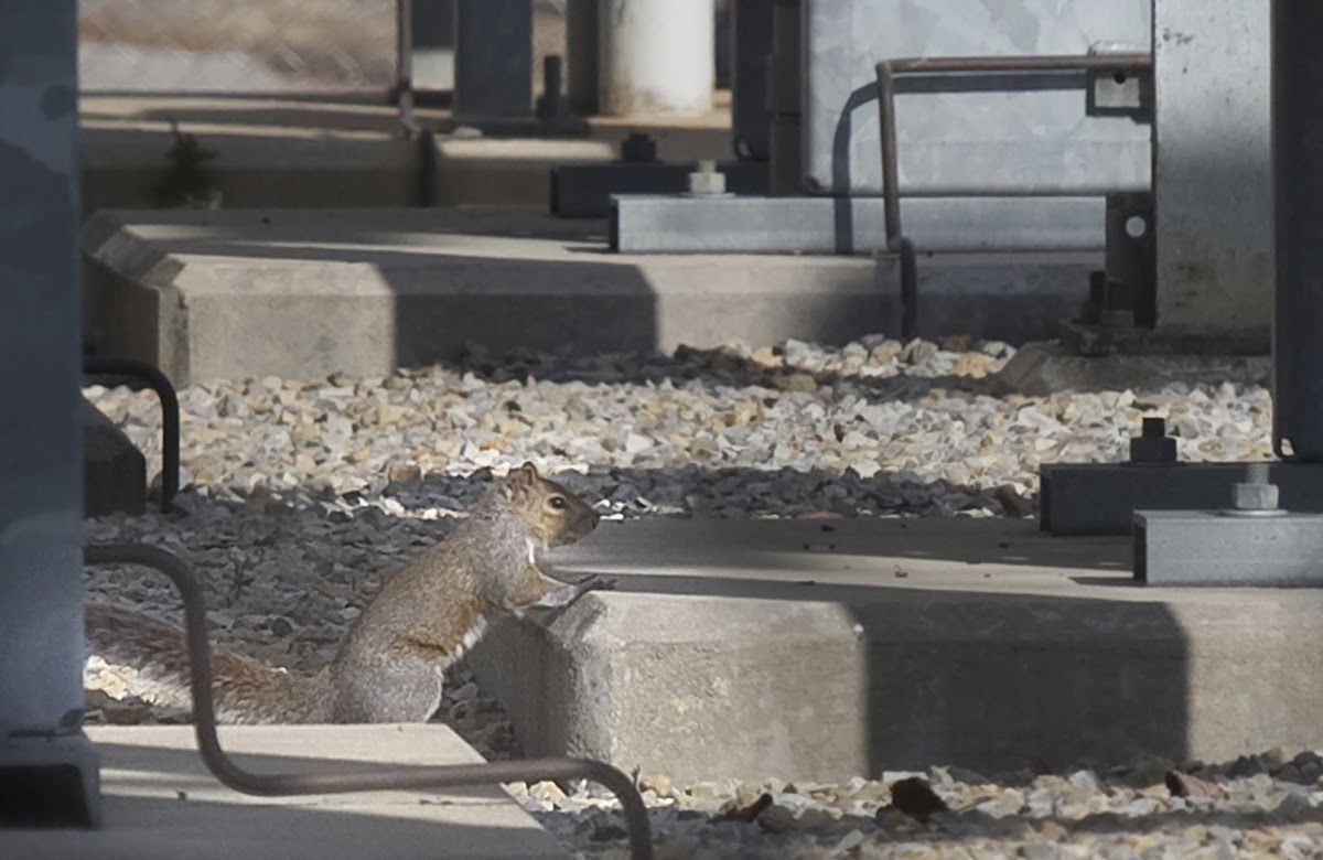 Photos: Electricity Restored After Squirrel Causes Power Outage In ...