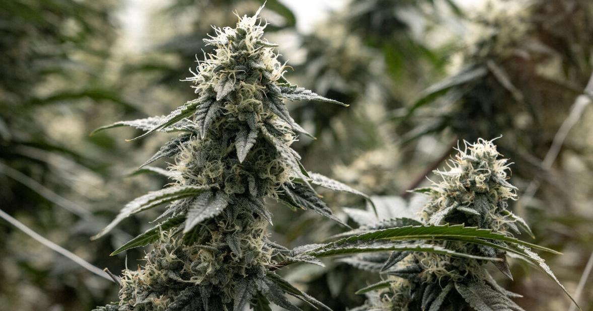 Governor Spanberger, don’t let poverty penalties undermine Virginia’s cannabis promise | Guest column