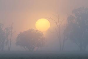 Fog is riddled with bacteria, study finds