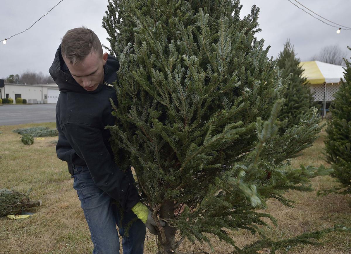 Bedford Tree Farmer Offers Advice On Picking The Perfect Tree Virginia Richmond Com