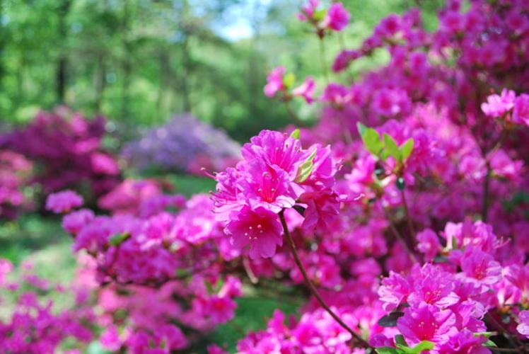 Where Am I RVA? Bryan Park Azalea Garden