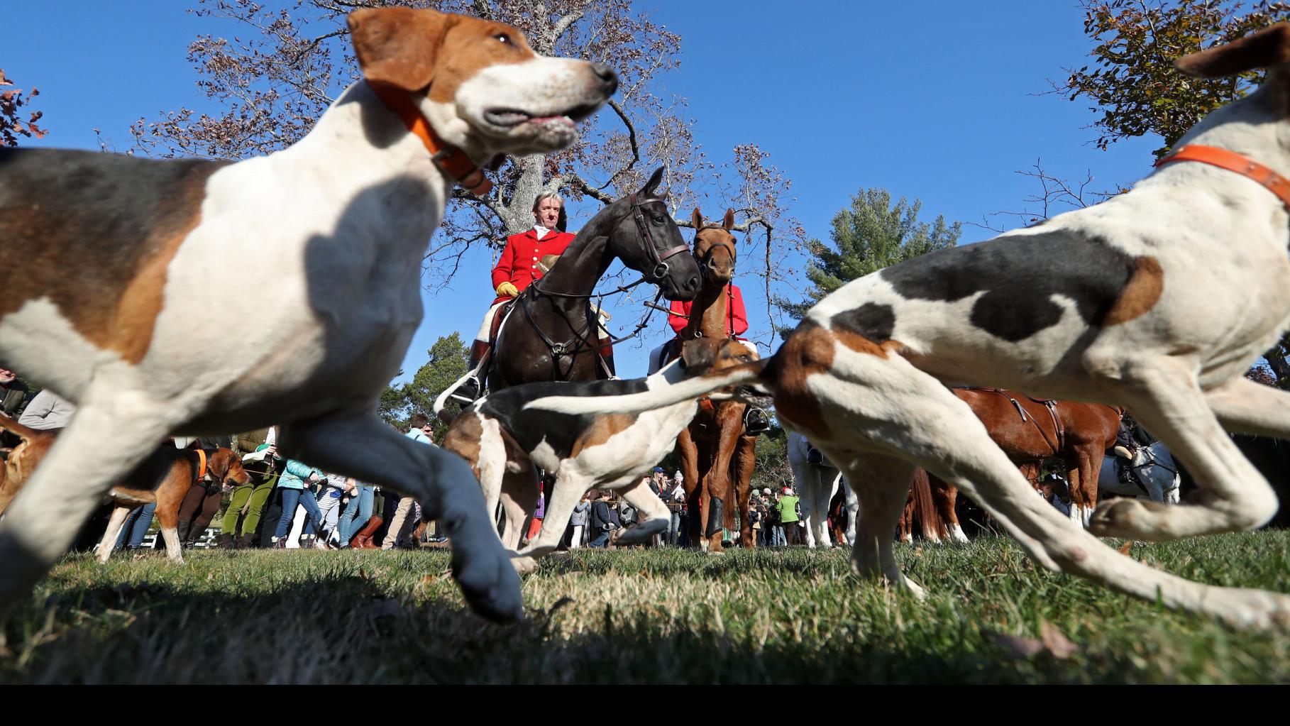 Keswick Church To Hold 89th Annual Blessing Of The Hounds Virginia Richmond Com