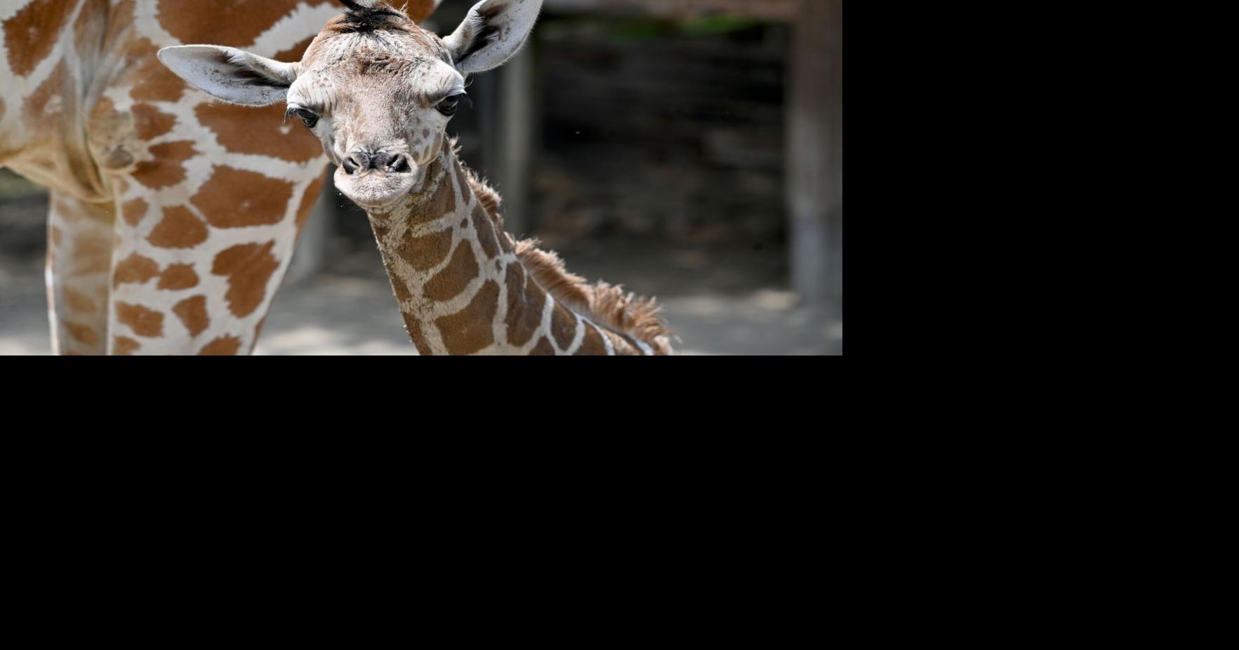 New giraffe calf born at Metro Richmond Zoo