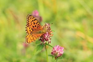 Butterfly wing patterns may trick predators with motion illusions