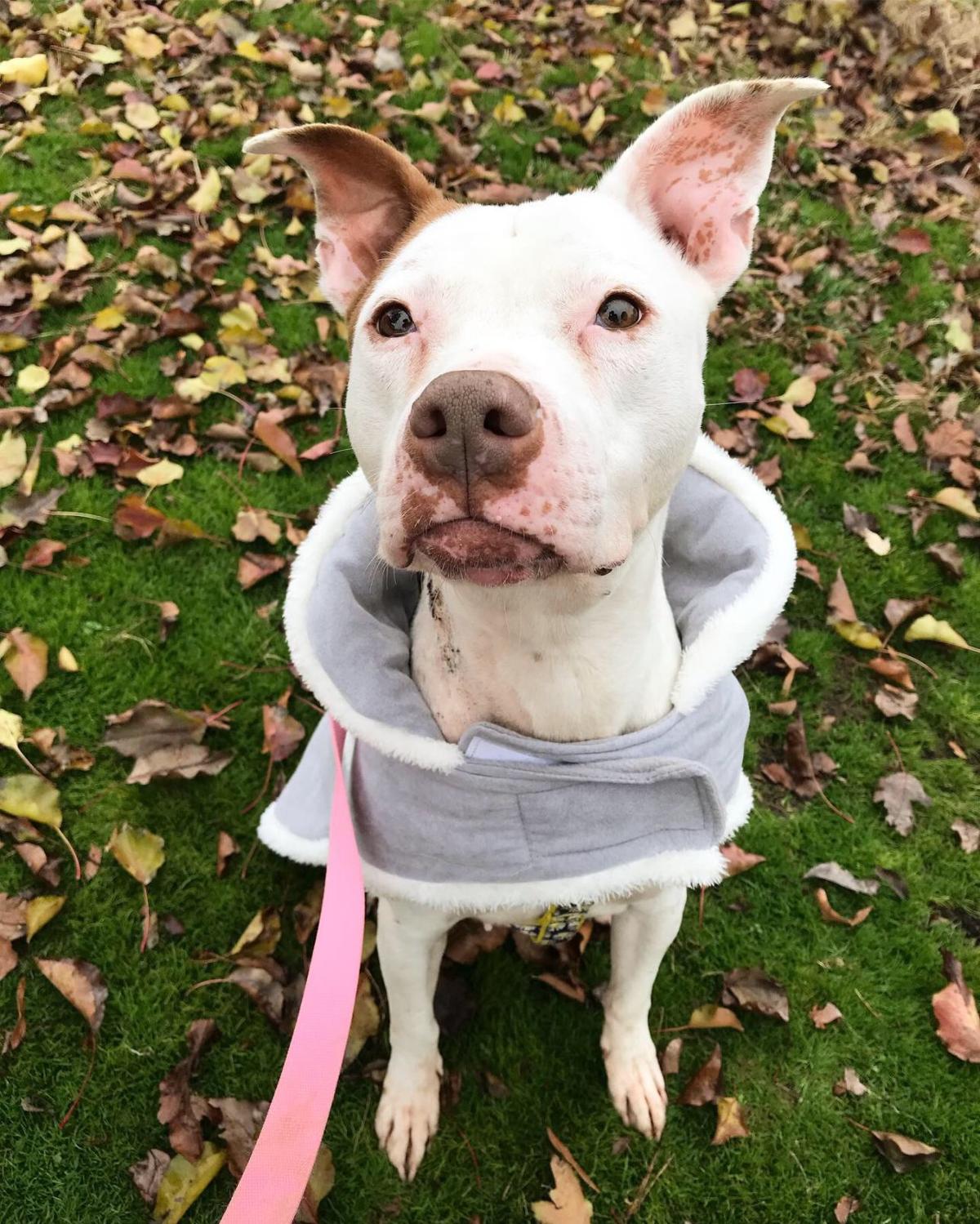 They Asked You Answered Heartsick Richmond Animal Shelter