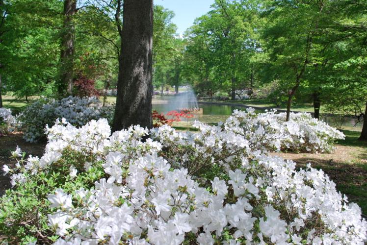 Where Am I RVA? Bryan Park Azalea Garden