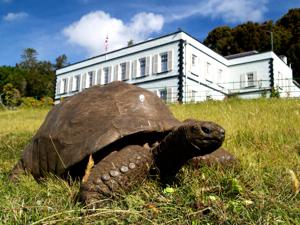 A 194-year-old tortoise, world's oldest land animal, may hold clues to longer life