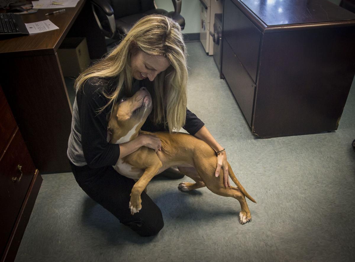 Zeus, World's Tallest Dog, Dies at Age 5 - ABC News