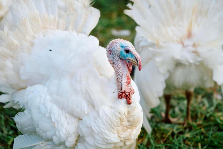 Heb Farm Homestead white turkey