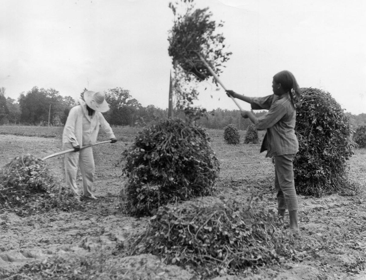 From the Archives: Scenes from Virginia peanut farms