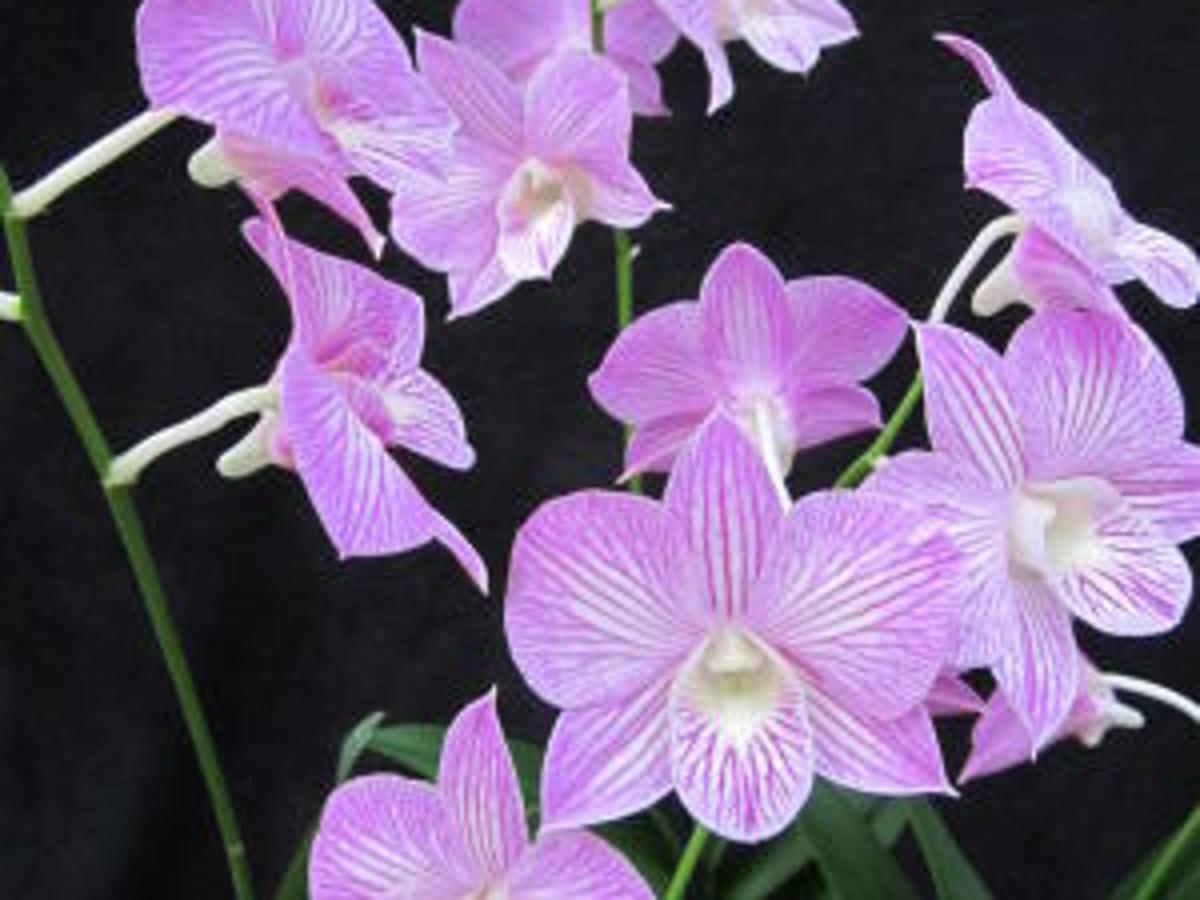 Orchids Avoiding Diseases Entertainment Richmond Com