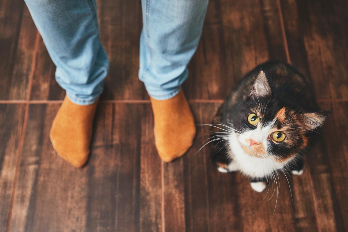 Aloof For Cats It S Just An Act National Richmond Com