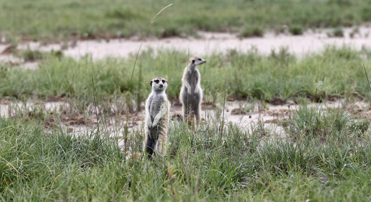 Close Encounters With Meerkats Life Richmond Com