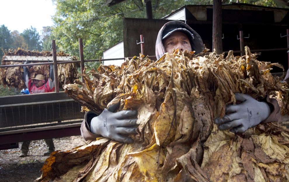 On Virginia tobacco farm, one more time to plant, one more time to