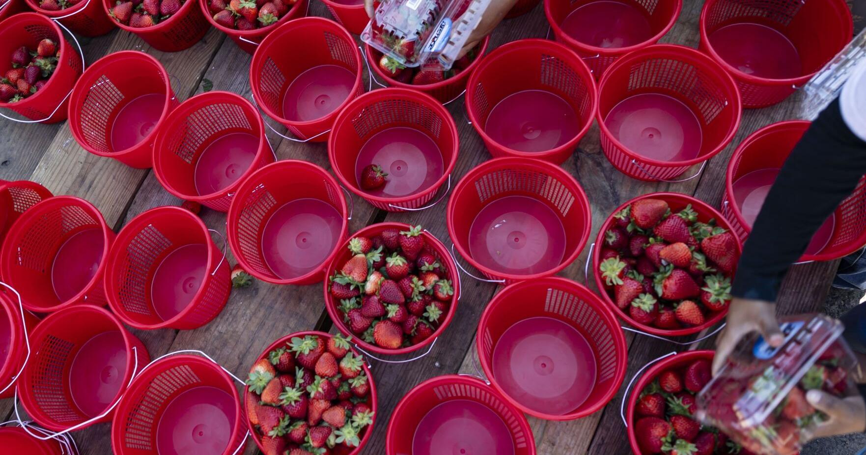 Photos: 2024 Ashland Strawberry Faire - Vimarsana News