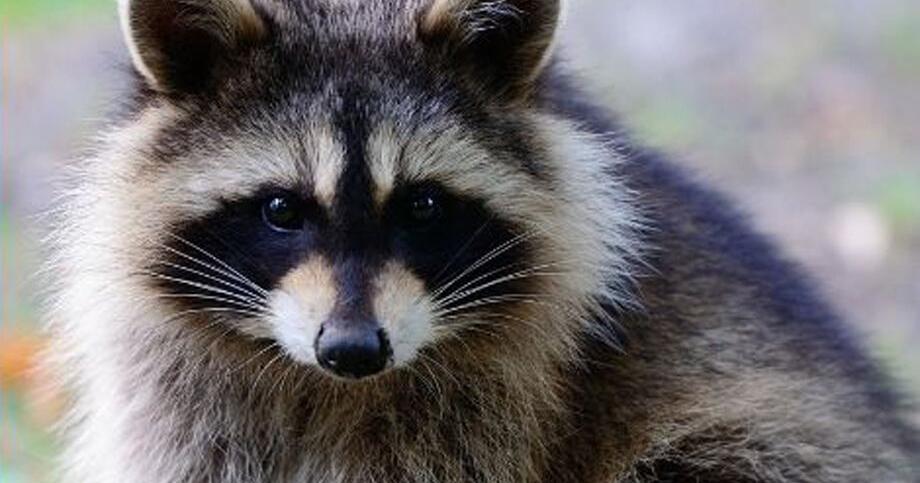 Rabid raccoon attacks Henrico resident