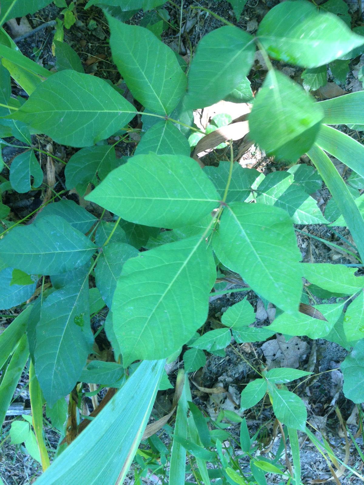 Gardening Q&A Know the difference between poison ivy, Virginia creeper