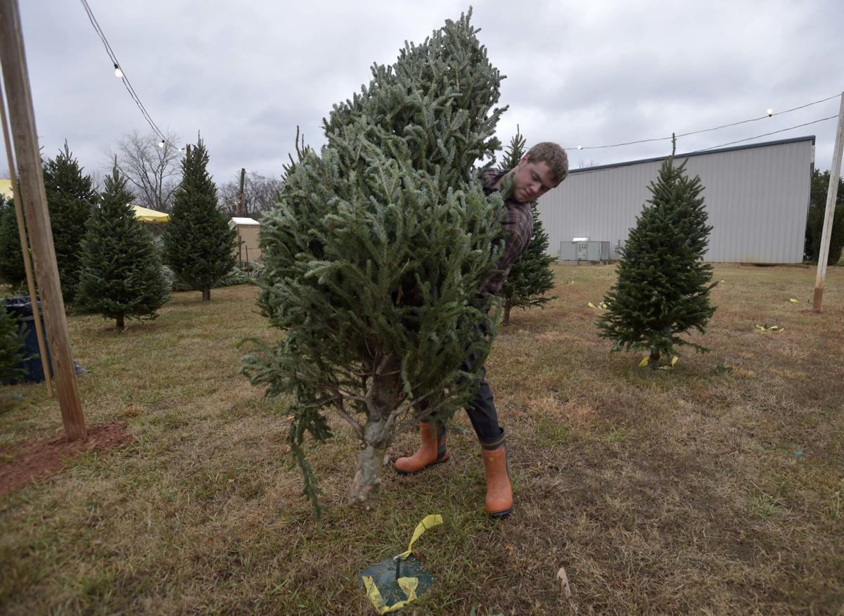 Bedford Tree Farmer Offers Advice On Picking The Perfect Tree Virginia Richmond Com