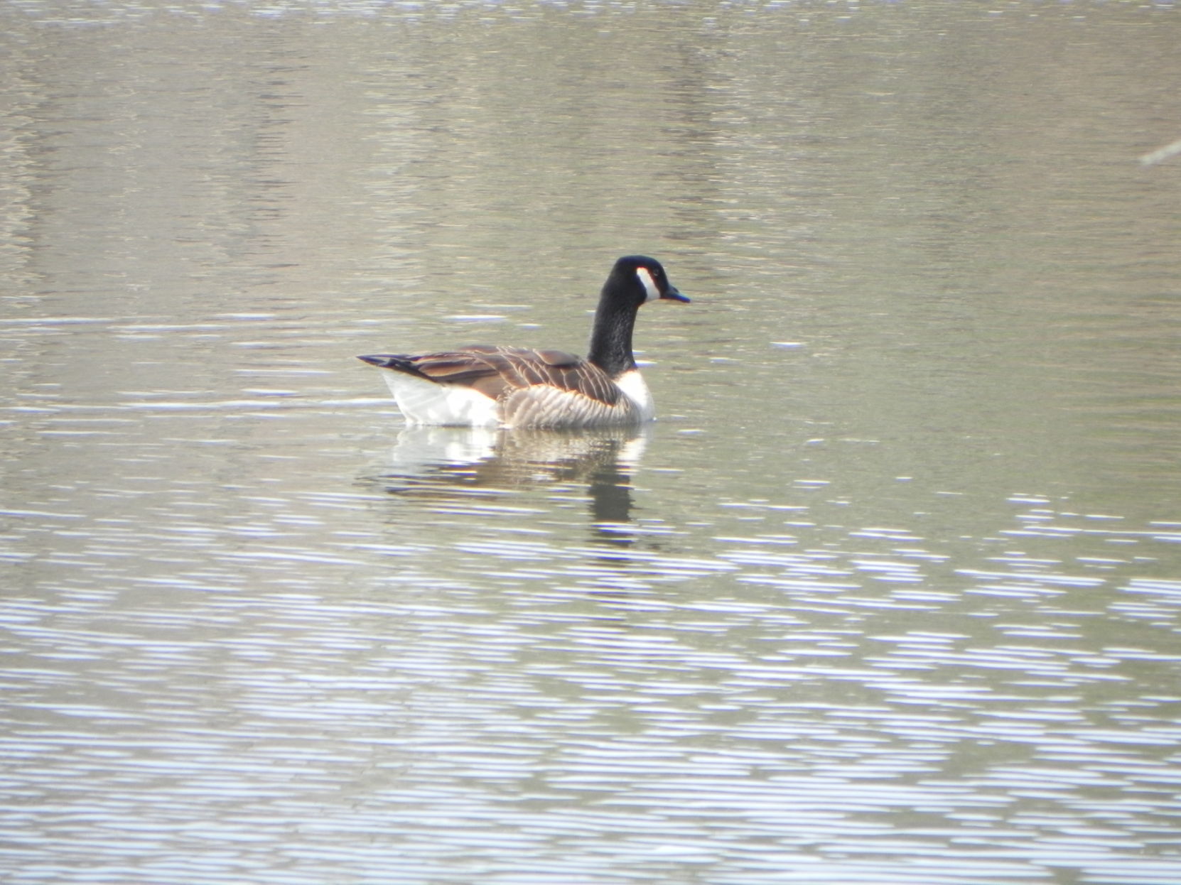 Canada goose kills outlet uniform