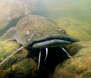 Evidence points to James River catfish poaching