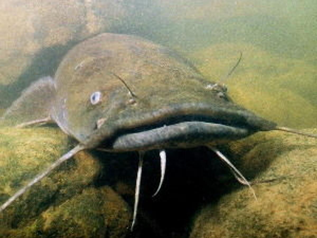 Evidence Points To James River Catfish Poaching Latest News