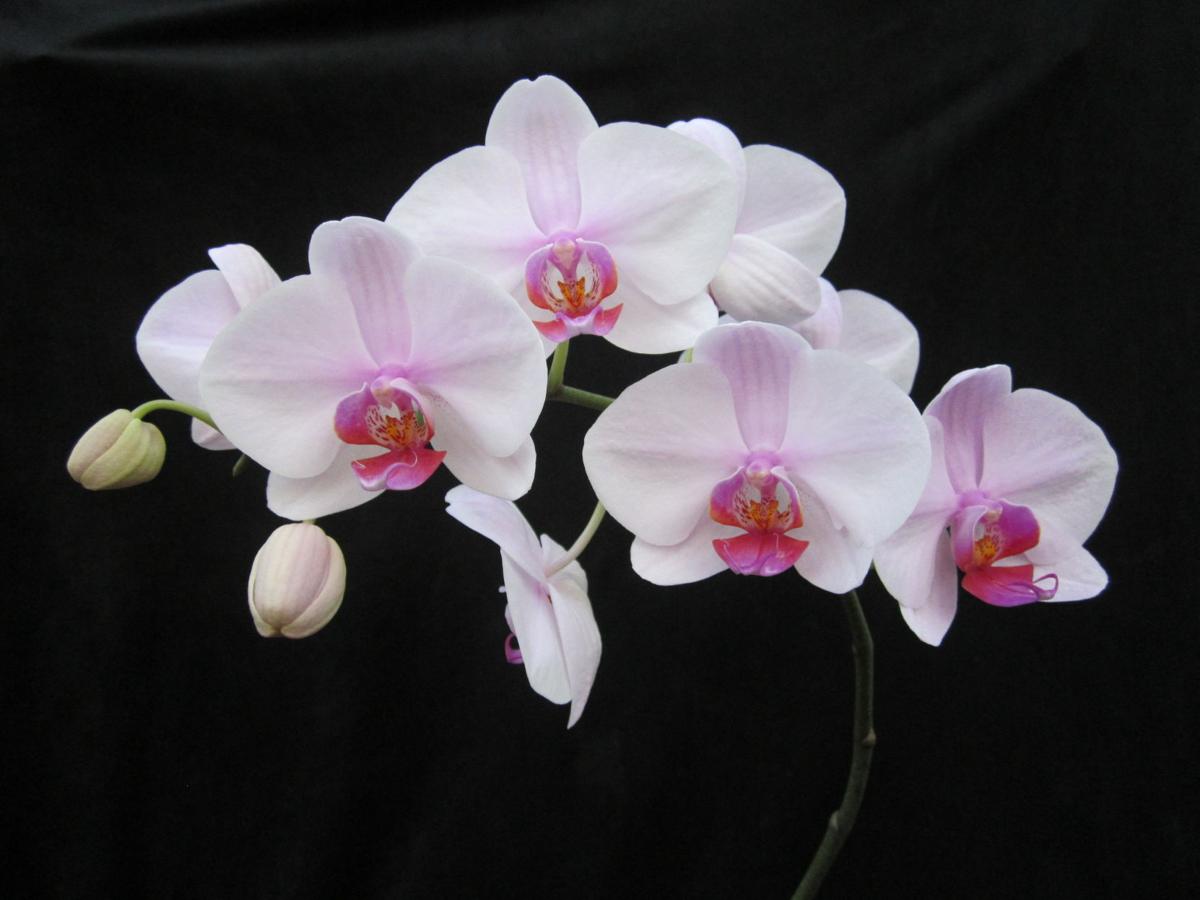 Orchids How to navigate the world of grocery store orchids Home and