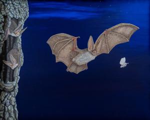 Winners of 2026 Restore the Wild Artwork Competition Chosen