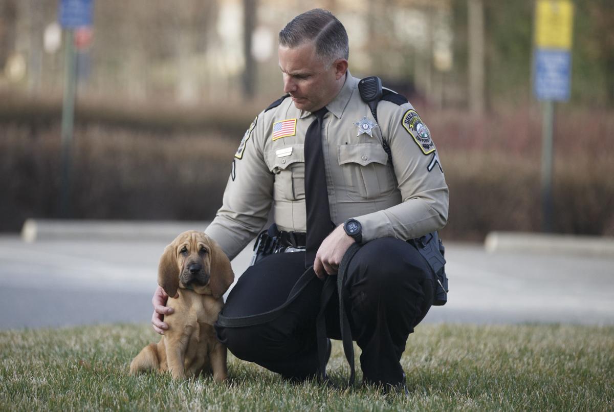 Watch Now Stafford Deputies Add Bloodhound Puppy To K 9 Corps State And Regional News Richmond Com