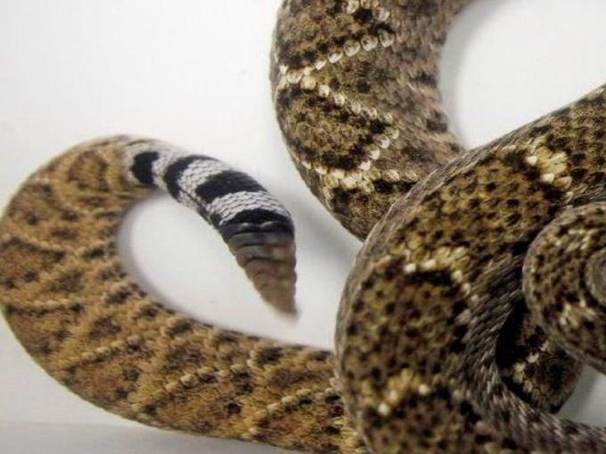 Chesterfield Snake Seller Charged With Illegally Possessing 8