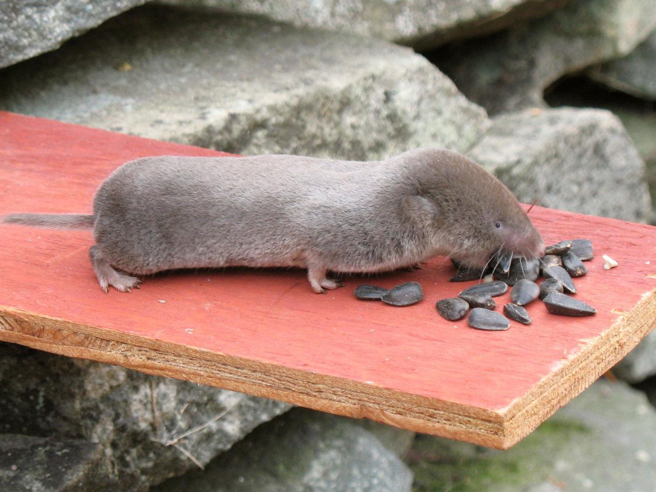 A Shrew Story This Little Fella Packs A Surprisingly Big Punch Discover Richmond Richmond Com A Shrew Story This Little Fella Packs A Surprisingly Big Punch Discover Richmond Richmond Com